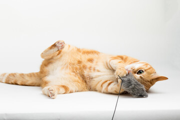 A Beautiful Domestic Orange Striped cat laying down and playing with a toy mouse in strange, weird, funny positions. Animal portrait against white background.