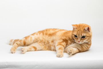 A Beautiful Domestic Orange Striped cat laying down and playing with a toy mouse in strange, weird, funny positions. Animal portrait against white background.