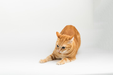A Beautiful Domestic Orange Striped cat laying down and playing with a toy mouse in strange, weird, funny positions. Animal portrait against white background.