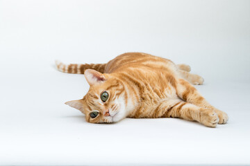 A Beautiful Domestic Orange Striped cat laying down and stretching in strange, weird, funny positions. Animal portrait against white background.