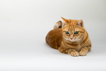 A Beautiful Domestic Orange Striped cat laying down in strange, weird, funny positions. Animal portrait against white background.