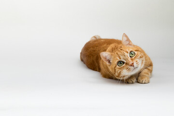 A Beautiful Domestic Orange Striped cat laying down in strange, weird, funny positions. Animal portrait against white background.