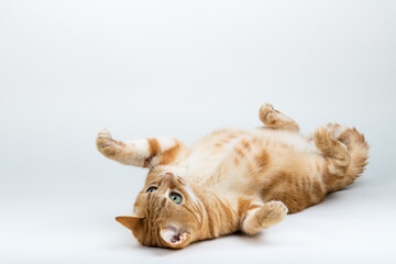 A Beautiful Domestic Orange Striped cat laying down in strange, weird, funny positions. Animal portrait against white background.