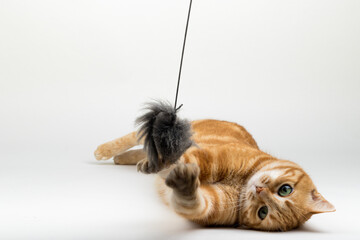 A Beautiful Domestic Orange Striped cat laying down and playing with a toy mouse in strange, weird, funny positions. Animal portrait against white background.