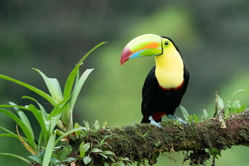 Wildlife from Costa Rica, tropical bird. Toucan sitting on the branch in the forest, green vegetation. Nature travel holiday in central America. Keel-billed Toucan, Ramphastos sulfuratus.