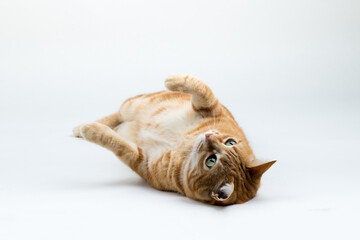 Obraz na płótnie Canvas A Beautiful Domestic Orange Striped cat laying down in strange, weird, funny positions. Animal portrait against white background.