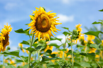 Yellow tall sunflower at close range on blue sky background