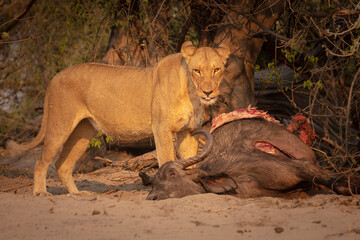 Lioness (Panthera leo) with Cape buffalo as prey