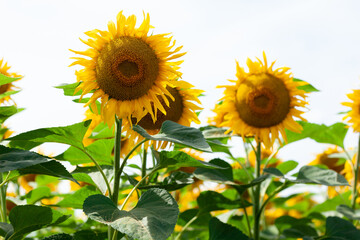 Yellow tall sunflower at close range on sky background