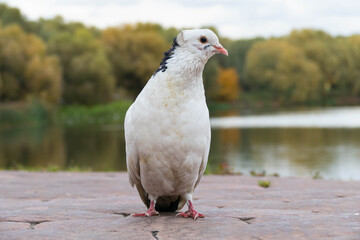 pigeon park pond