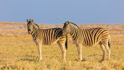 Fototapeta na wymiar Two Plains zebra's (Equus quagga) on dry savanna in late afternoon light