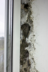 Mold near the windows, fungus on the walls of the house. Metal-plastic windows are not properly installed
