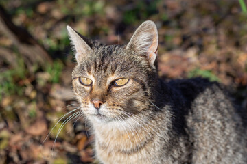 Naklejka na ściany i meble gray cat with yellow eyes. Pets in outdoor conditions