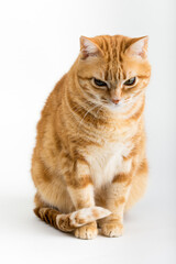 Fototapeta premium A Beautiful Domestic Orange Striped cat sitting with open mouth and tongue out in strange, weird, funny positions. Animal portrait against white background.