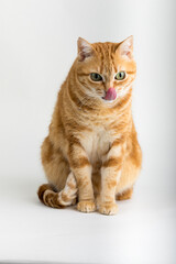 A Beautiful Domestic Orange Striped cat sitting with open mouth and tongue out in strange, weird, funny positions. Animal portrait against white background.
