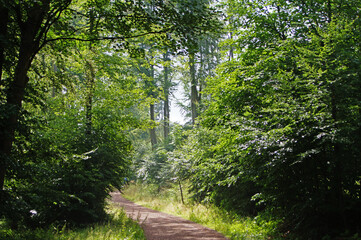 Thüringer Wald
