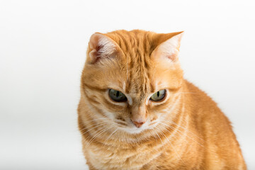 A Beautiful Domestic Orange Striped cat sitting in strange, weird, funny position. Animal portrait against white background.
