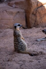 Fototapeta premium Cute big eyed meerkat on the lookout