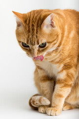 A Beautiful Domestic Orange Striped cat sitting with open mouth and tongue out in strange, weird, funny positions. Animal portrait against white background.