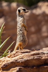 Naklejka na ściany i meble Cute big eyed meerkat on the lookout