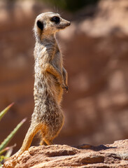 Naklejka na ściany i meble Cute big eyed meerkat on the lookout