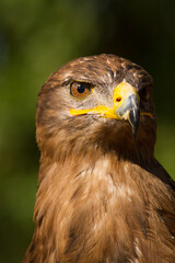 Portrait of a steppe eagle (Close-up of Aquila nipalensis)