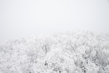 Snowy tree tops on white background.