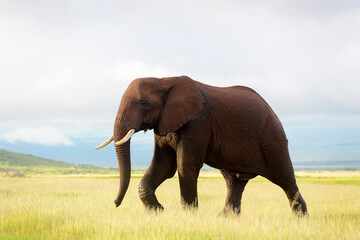 Naklejka na ściany i meble Young African elephant (Loxodonta africana) bull, walking on savanna, Amboseli national park, Kenya.