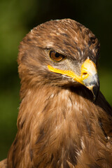 Portrait of a steppe eagle (Close-up of Aquila nipalensis)