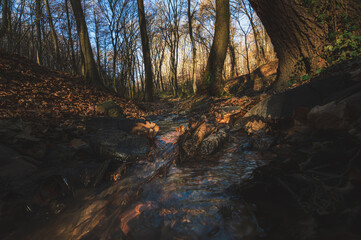 Small stream flowing among forest trees in autumn