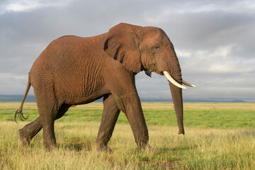 Fototapeta na wymiar African elephant (Loxodonta africana) walking on savanna, Amboseli national park, Kenya.
