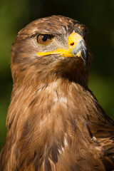 Portrait of a steppe eagle (Close-up of Aquila nipalensis)
