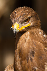 Portrait of a steppe eagle (Close-up of Aquila nipalensis)