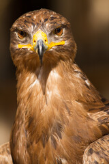 Portrait of a steppe eagle (Close-up of Aquila nipalensis)