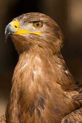 Fototapeta premium Portrait of a steppe eagle (Close-up of Aquila nipalensis)