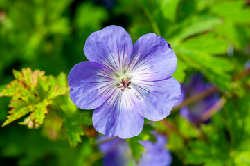 Geranium Rozanne 'Gerwat' a summer flowering plant with a violet blue summertime flower which open...