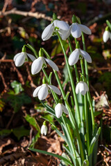 Snowdrop galanthus 'S Arnott' an early winter spring flowering  bulbous plant with a white springtime flower which opens in January and February, stock photo image