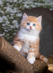 Naklejka na ściany i meble beautiful red cat on a blue background