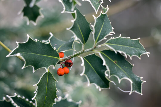 Holly (Ilex) leaves covered with hoar frost in winter