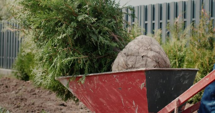 Rear view: A man rolls a cart with tui saplings. Planting trees for hedges