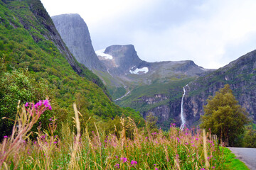 Glacier and huge mountains on background. Norwegian landscape with Briksdal or Briksdalsbreen glacier, Olden, Norway. Meadow with heather flowers on the foreground. 