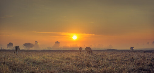 The cows are eating grass for pleasure in the fields at sunrise morning fog and the beautiful sky