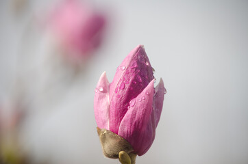 Flor de Magnólia cor-de-rosa