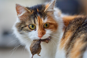 Norwegian forest cat with mouse