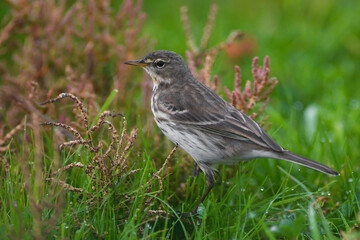 spioncello (Anthus spinoletta),ritratto  tra l'erba del prato verde