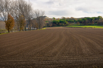 Naklejka premium A newly tilled field with a forest of ocher colors in the background, are part of a spectacular winter landscape in Torello, Catalonia, Spain