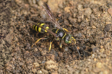 Close-up of wasp (Bembix rostrata), digging its lair in the sand.