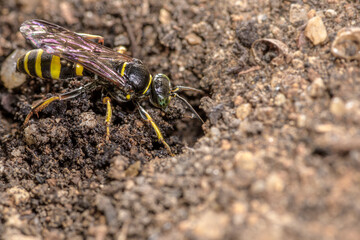 Close-up of wasp (Bembix rostrata), digging its lair in the sand.