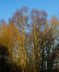 Silver Birch in winter