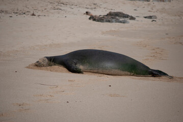 A Hawaiian Monk Seal on the sand at Diamond Head Beach in Oahu, Hawaii. Photo taken December 2008.